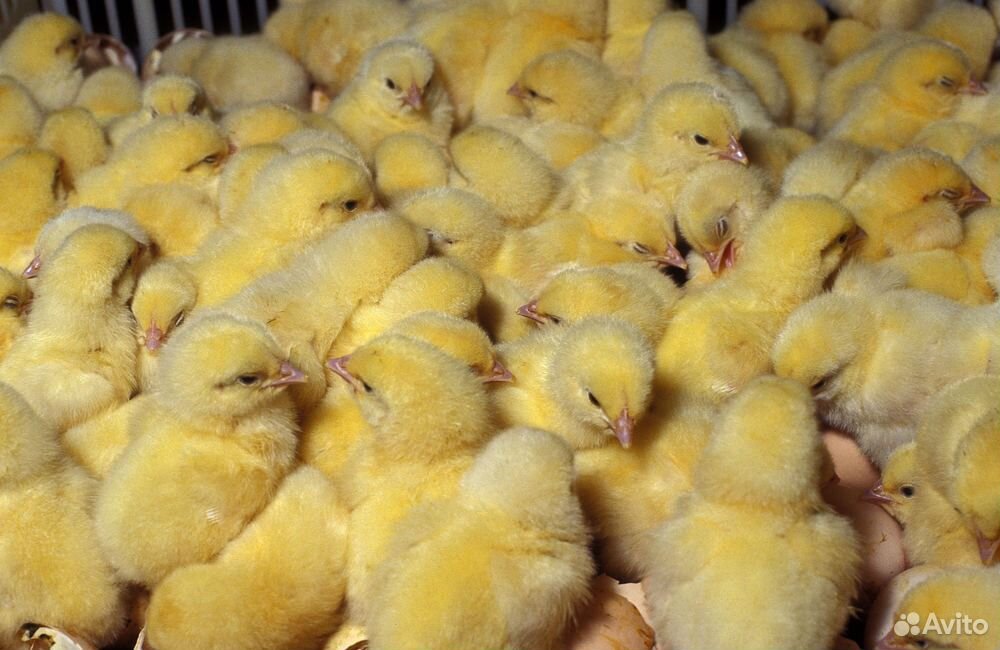 Продажа суточных цыплят, гусят, утят купить на Зозу.ру - фотография № 1