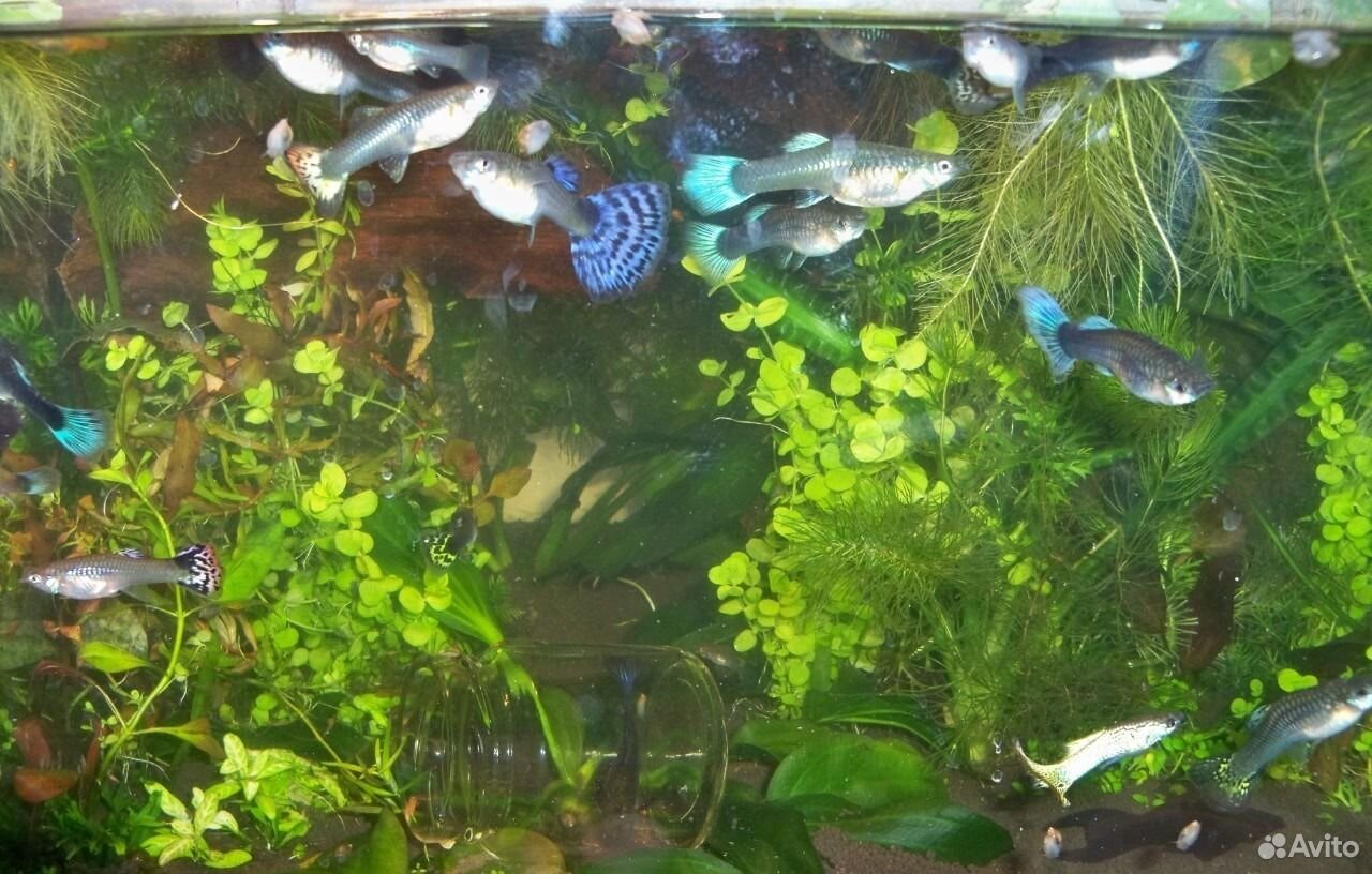 Дикие гуппи. С гуппи уживаются какие рыбки в аквариуме. Рыбы которые уживаются с гуппи в аквариуме. Гуппи совместимость. Соседи для гуппи в аквариуме.
