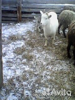 Дойные козы молочной породы.кролихи купить на Зозу.ру - фотография № 1