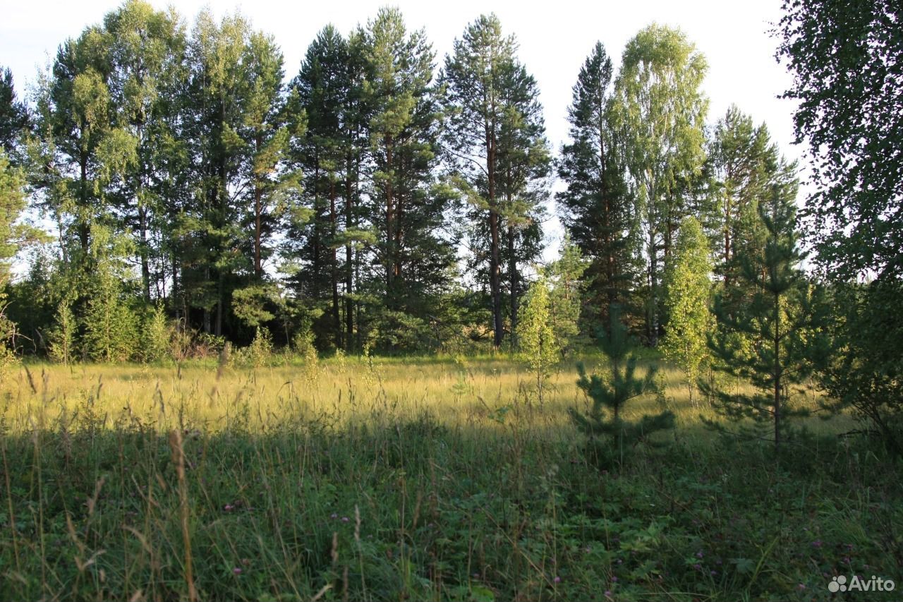 Земля в кирове. Пасеговский район деревья. Деревня Марковщина Кировская область. Продажа земли в Кировской области фото.