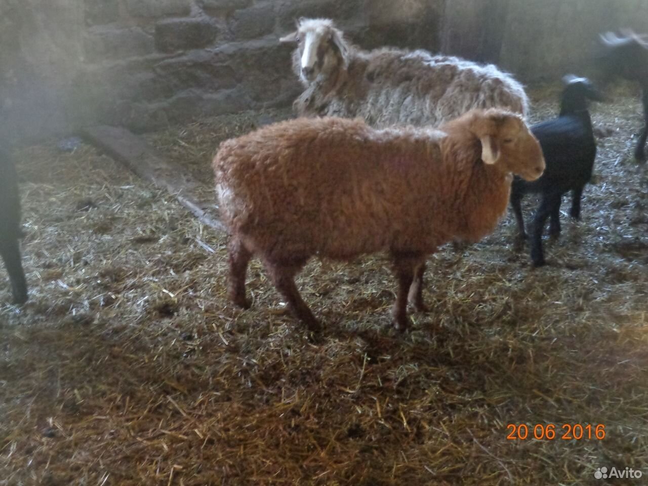 Курдючные овцы,бараны купить на Зозу.ру - фотография № 1
