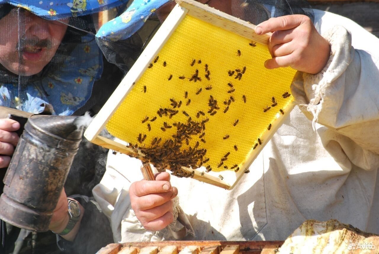 Пчёлы (пчёлы карпатской породы) купить на Зозу.ру - фотография № 2