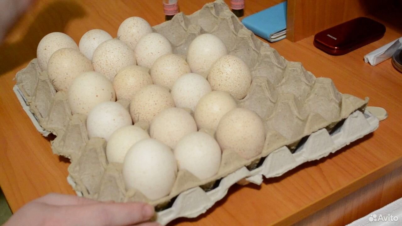 Инкубационное яйцо индюшиное породы белая широкогр купить на Зозу.ру - фотография № 1