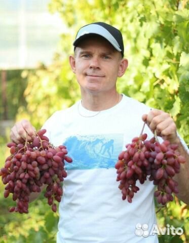 Саженцы винограда лучших сортов(вегетирующие) купить на Зозу.ру - фотография № 1