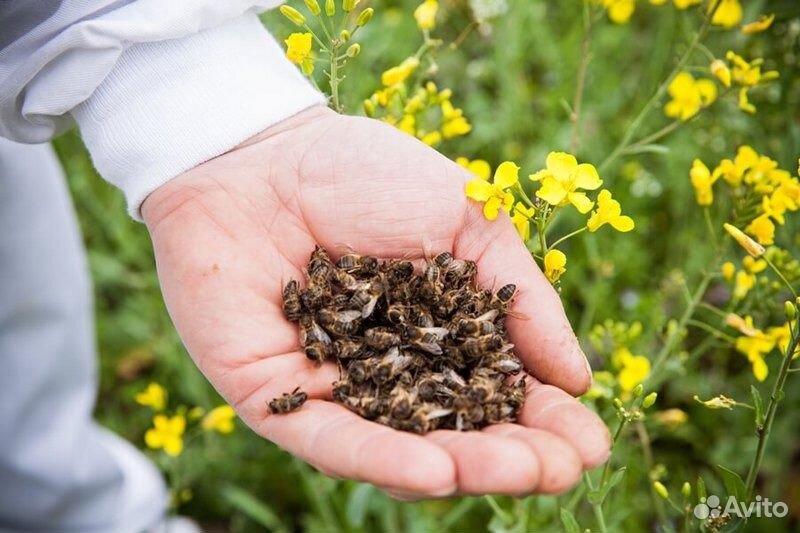 Пчёлы с ульями купить на Зозу.ру - фотография № 1