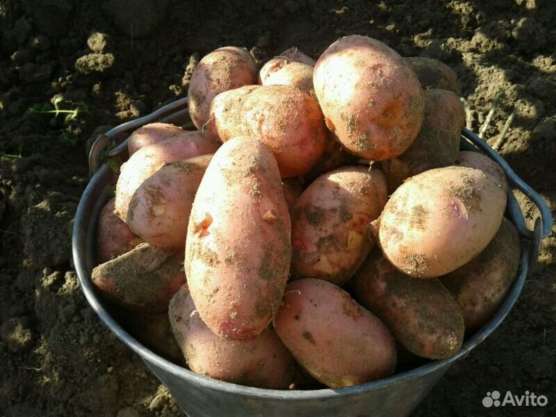 Картофель свежий. Урожай 2020 купить на Зозу.ру - фотография № 2