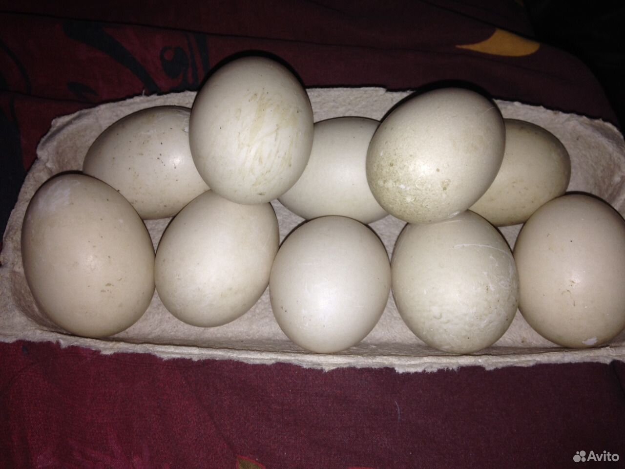 Инкубационные яйца птицы купить. Инкубационное яйцо индоутки. Яйцо индоутки инкубационное купить.