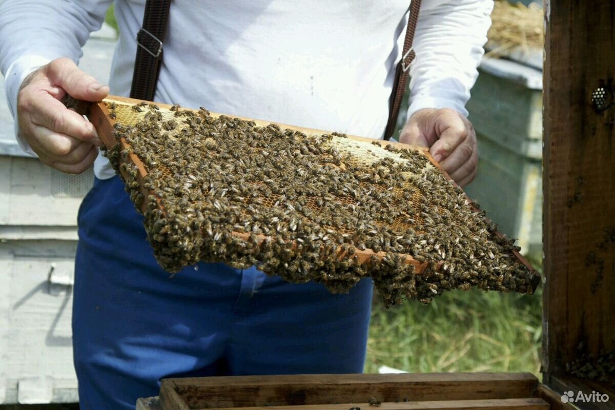 Мёд от пасечника купить на Зозу.ру - фотография № 5
