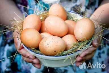 Яйцо инкубационное домашнее Пушкинские купить на Зозу.ру - фотография № 1