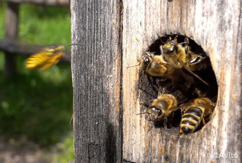 Пчелосемьи (пчелы) в городе Пушкин купить на Зозу.ру - фотография № 5