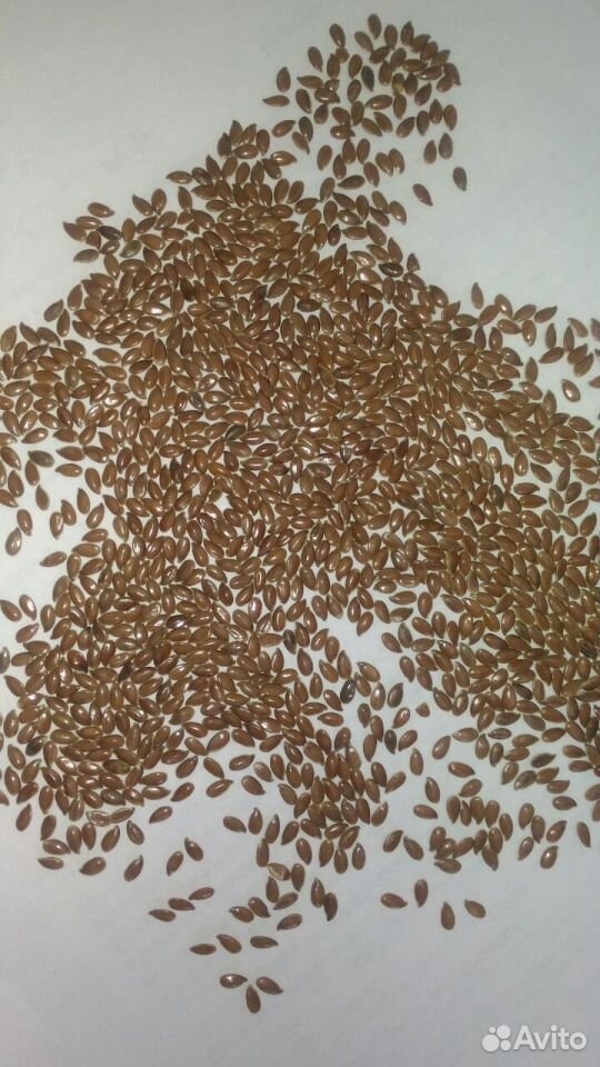 Семена льна масличного купить на Зозу.ру - фотография № 1