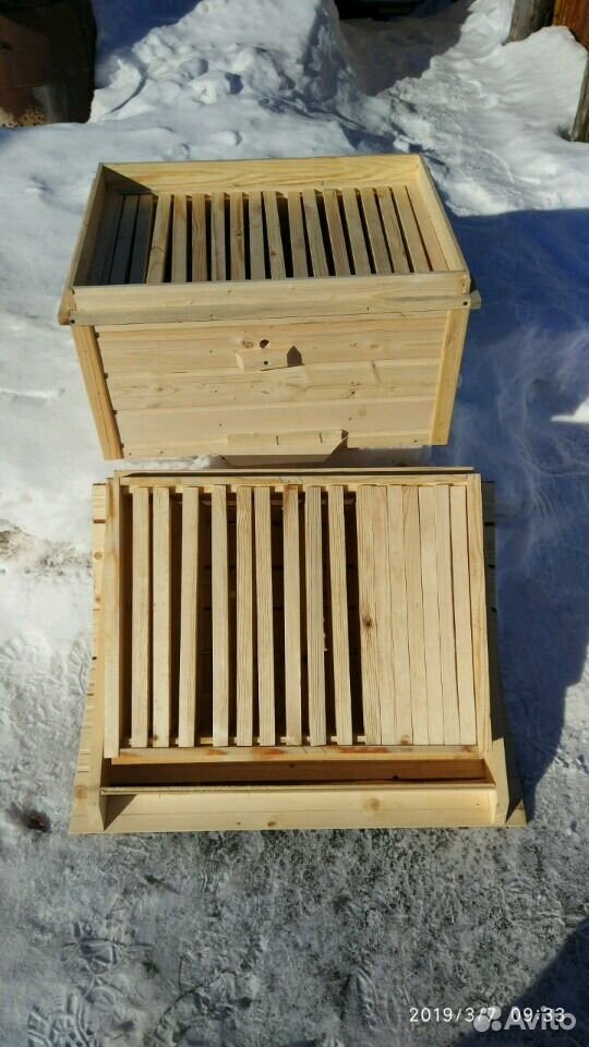 Пчёлы, Пчелосемьи купить на Зозу.ру - фотография № 4