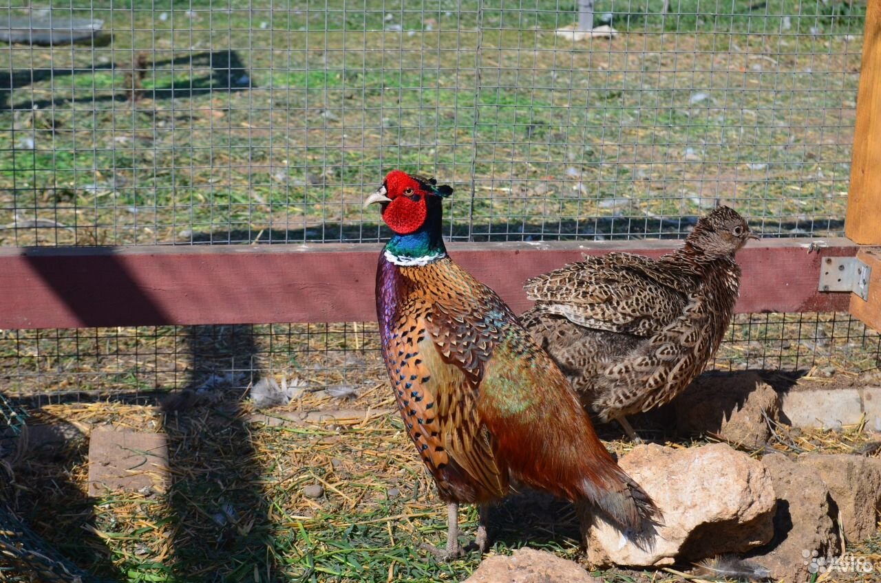 Инкубационное яйцо охотничьего фазана купить на Зозу.ру - фотография № 1