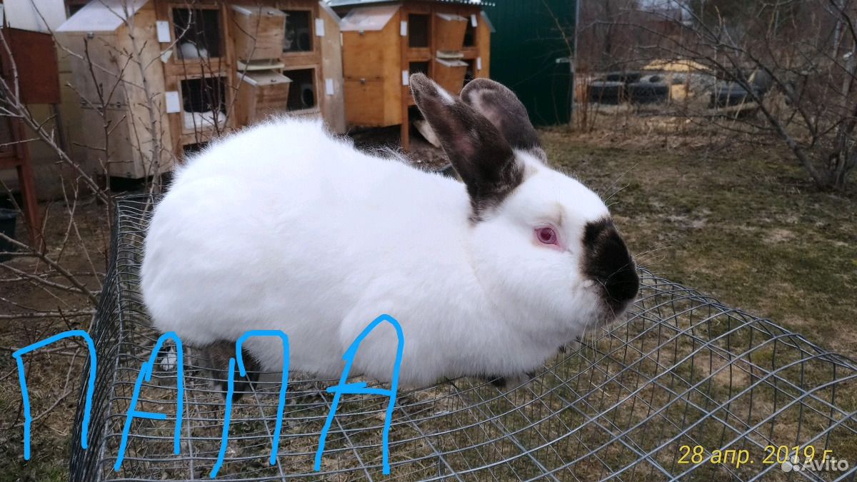 Калифорнийские Кролики Купить В Нижегородской Области Починки