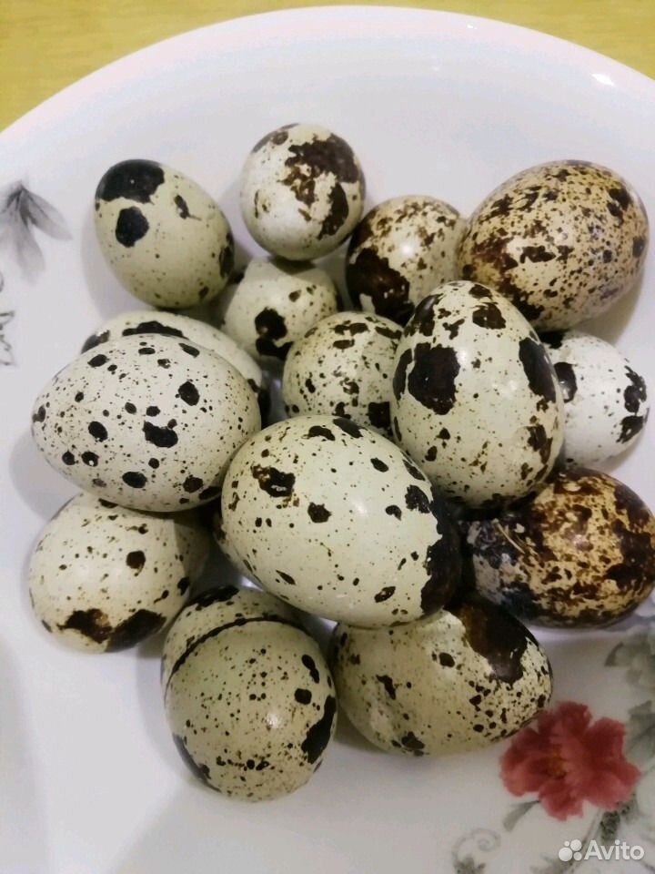 Янтарь перепелиное яйцо. Шоколадные перепелиные яйца. Копченые перепелиные яйца. Матовый перепелиное яйцо. Где купить перепелиные яйца