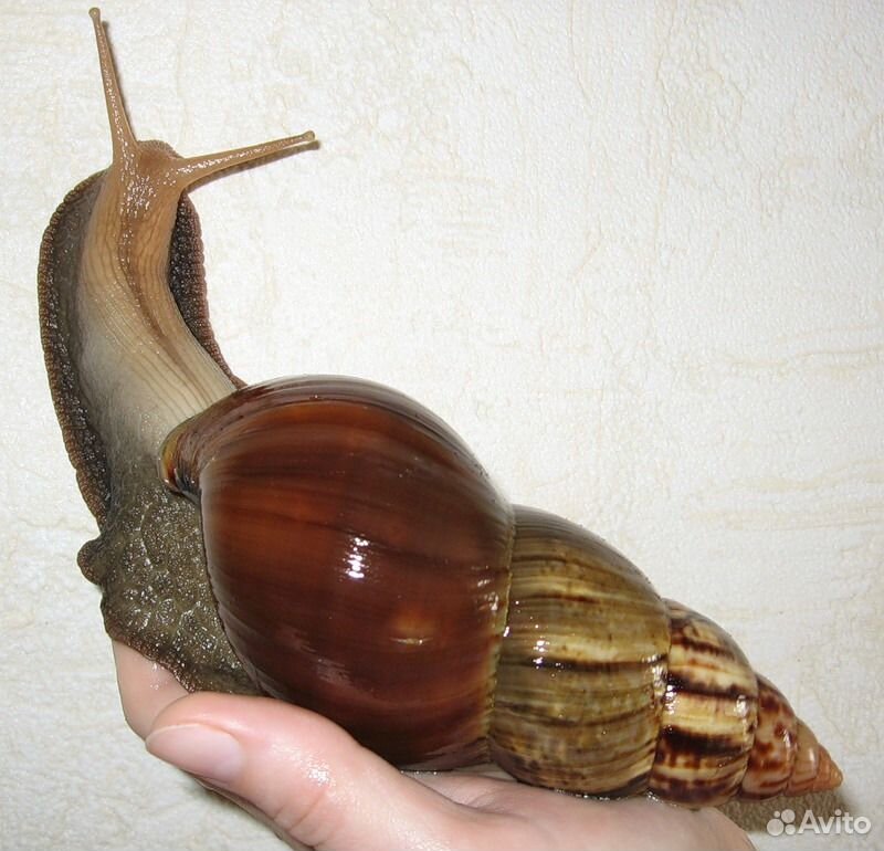 Улитки Achatina fulica