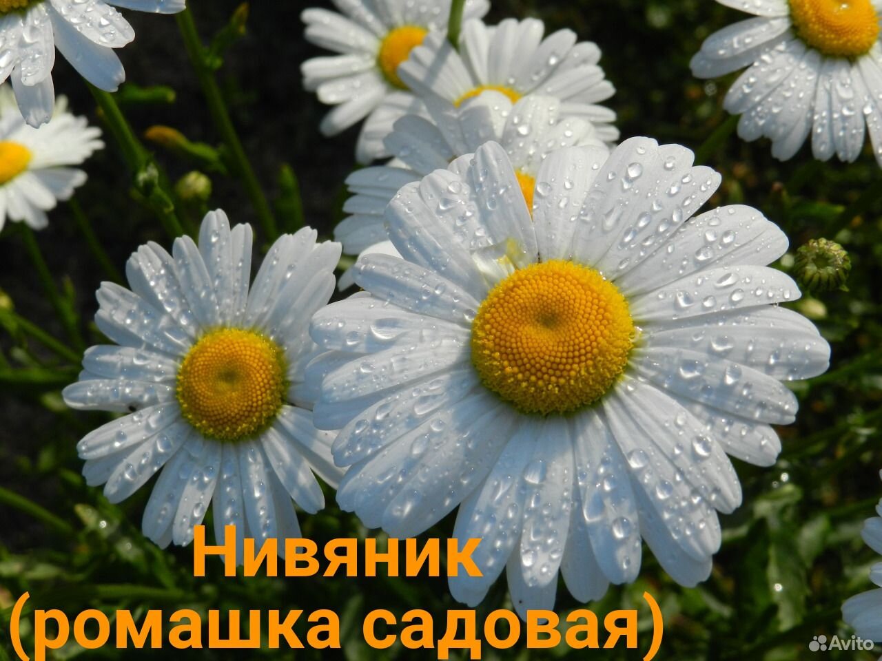 Цветы для дачи купить на Зозу.ру - фотография № 5