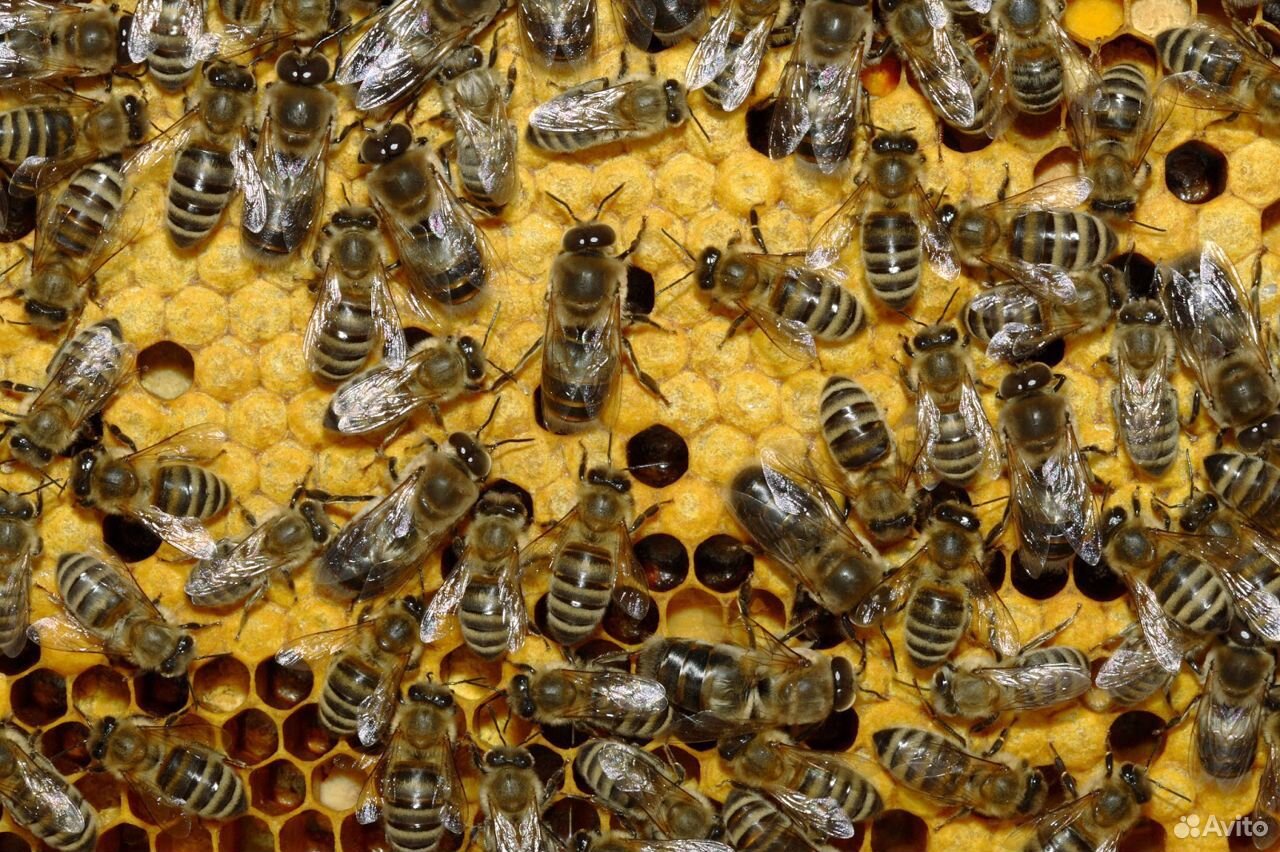 Пасека и пчелы купить на Зозу.ру - фотография № 1