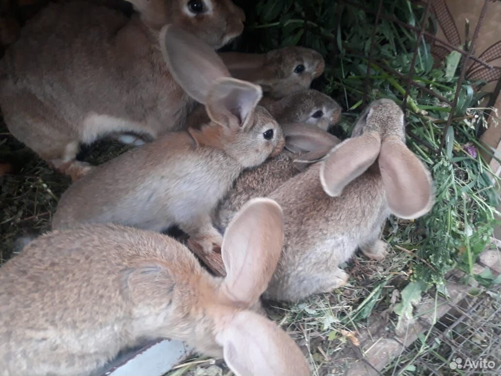 Крольчата мясных пород купить на Зозу.ру - фотография № 3