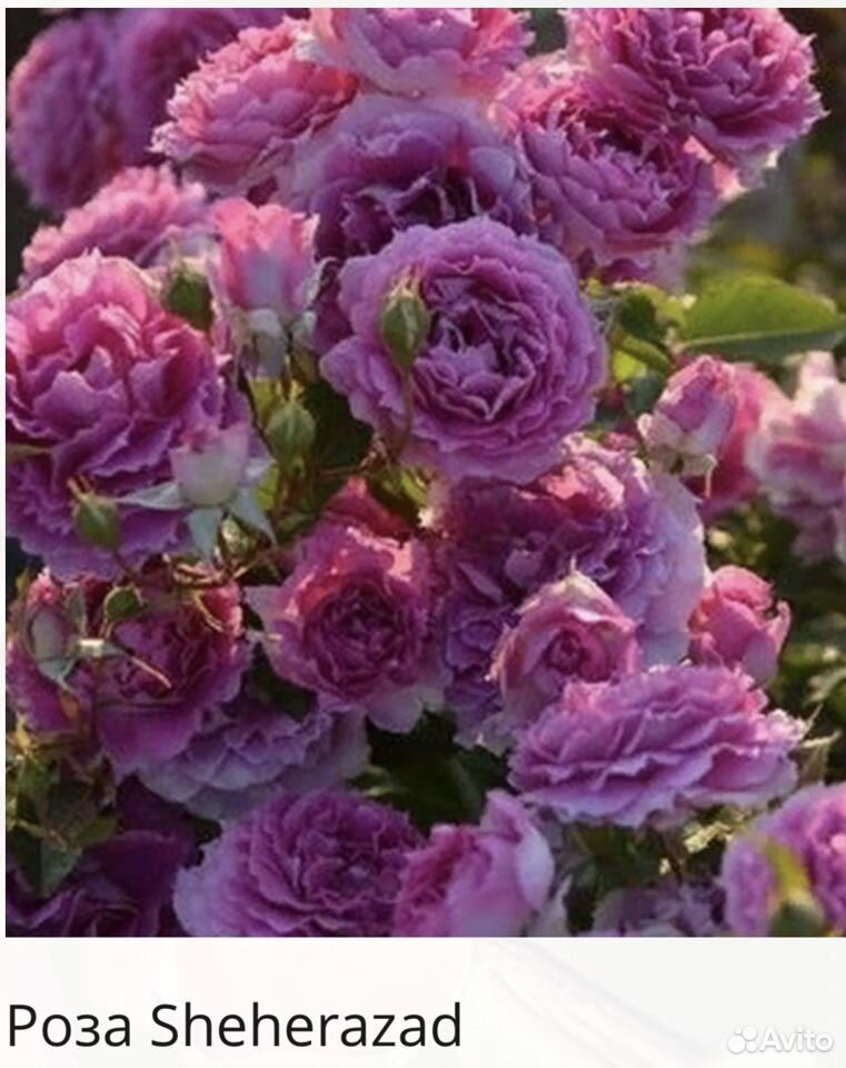 Саженцы роз всех видов и японские в горшках купить на Зозу.ру - фотография № 1
