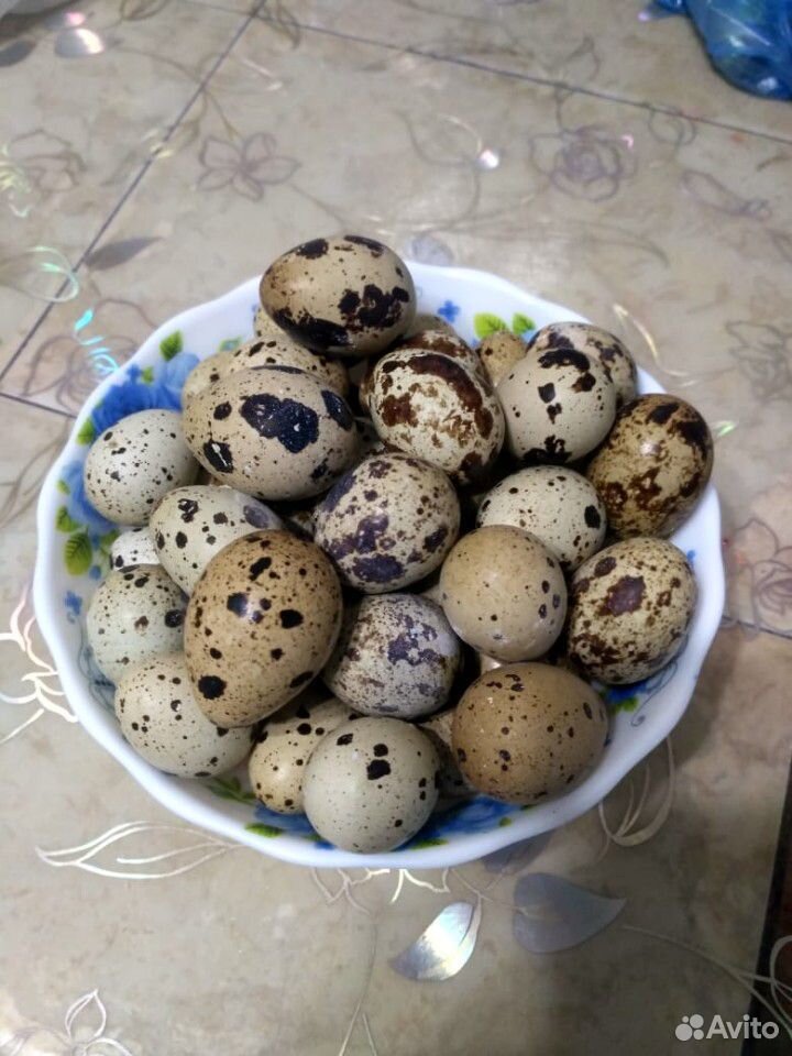 Яйцо перепелиное купить на Зозу.ру - фотография № 1
