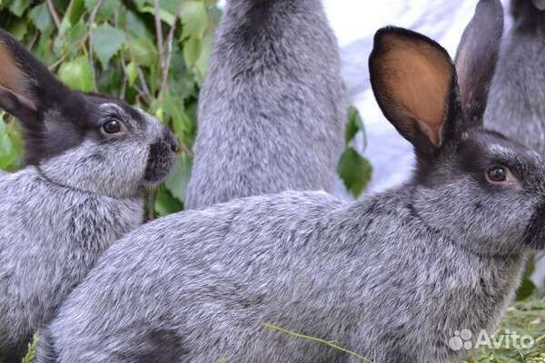 Чистопородные кролики " Полтавское серебро" купить на Зозу.ру - фотография № 4