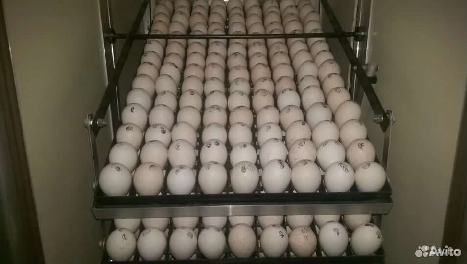 Где купить яйцо бройлера для инкубатора. Бройлерные яйца для инкубатора купить. Группы по бройлерных яйцам. Яица бролиров НАИНКУБАТОР купить.