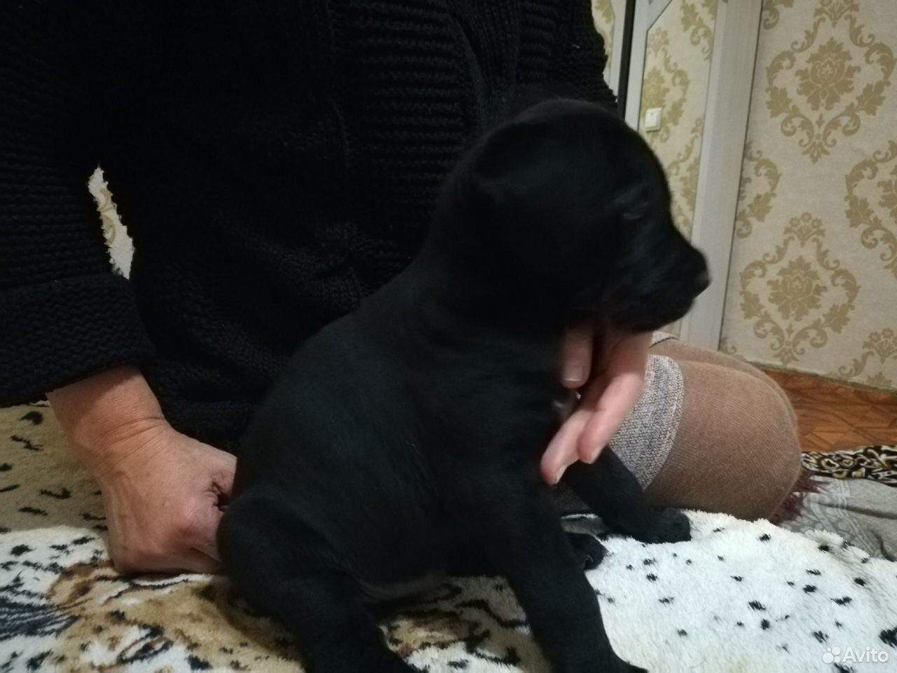 Кане корсо и лабрадор помесь