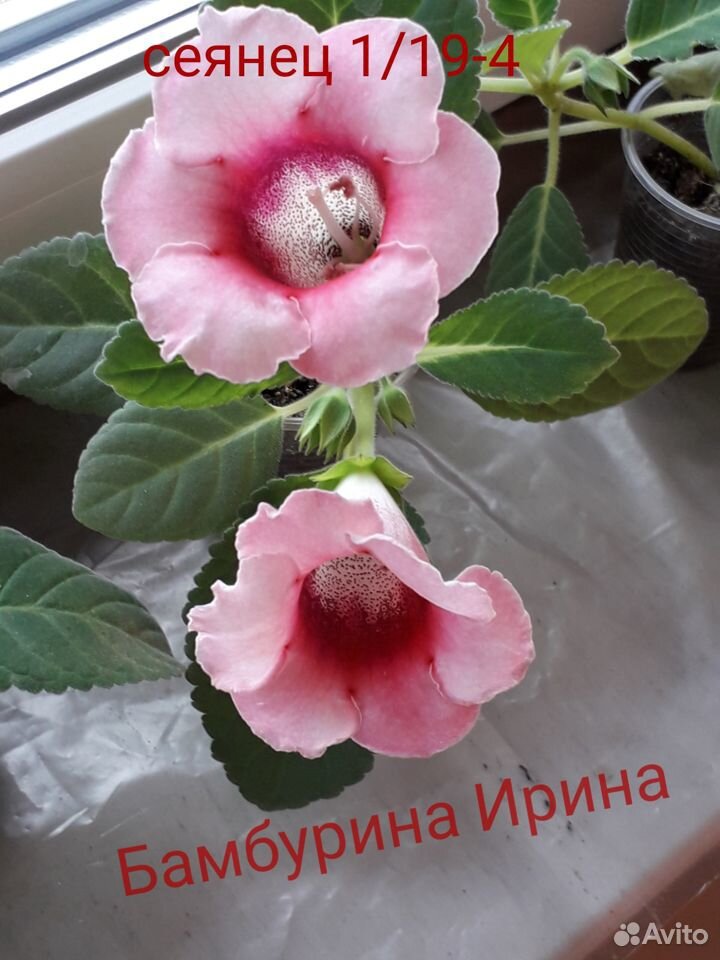 Семена глоксинии купить на Зозу.ру - фотография № 1