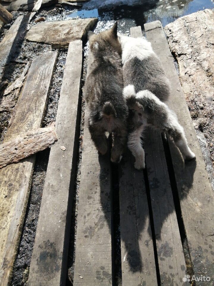 Продам щенят западно сибирской лайки купить на Зозу.ру - фотография № 5