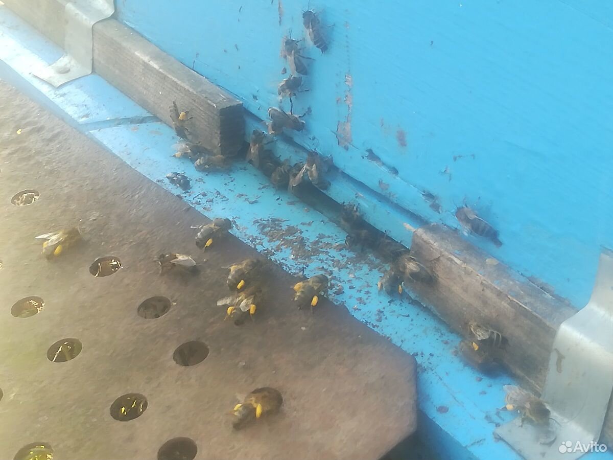 Продаём пчелосемьи на высадку купить на Зозу.ру - фотография № 2