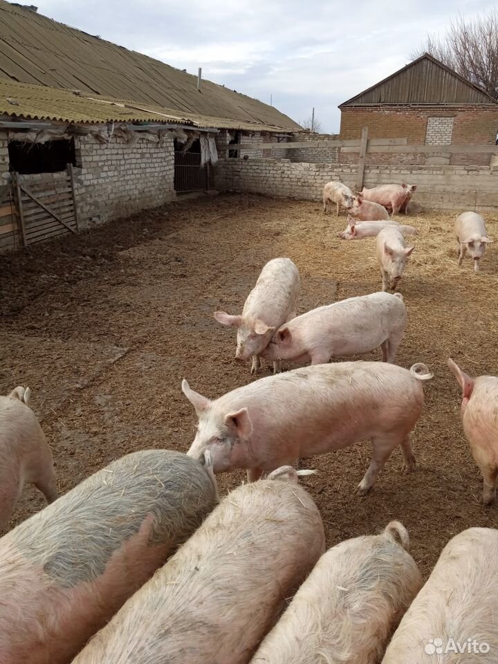 Продаются свиньи на мясо населению купить на Зозу.ру - фотография № 2