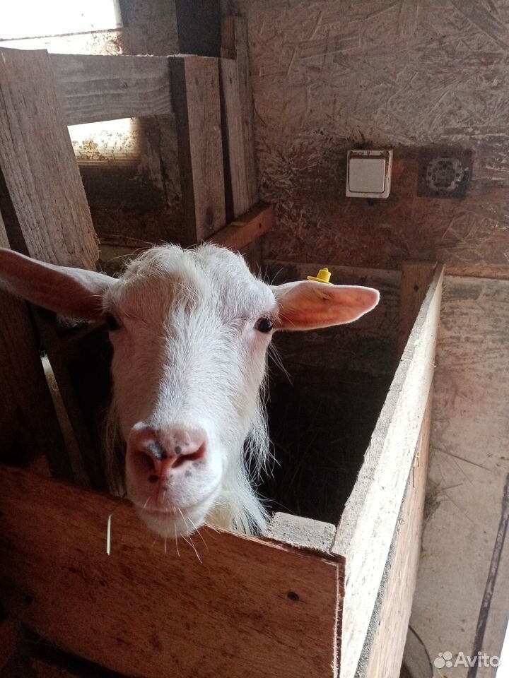 Продам дойную козу с козлятами купить на Зозу.ру - фотография № 1