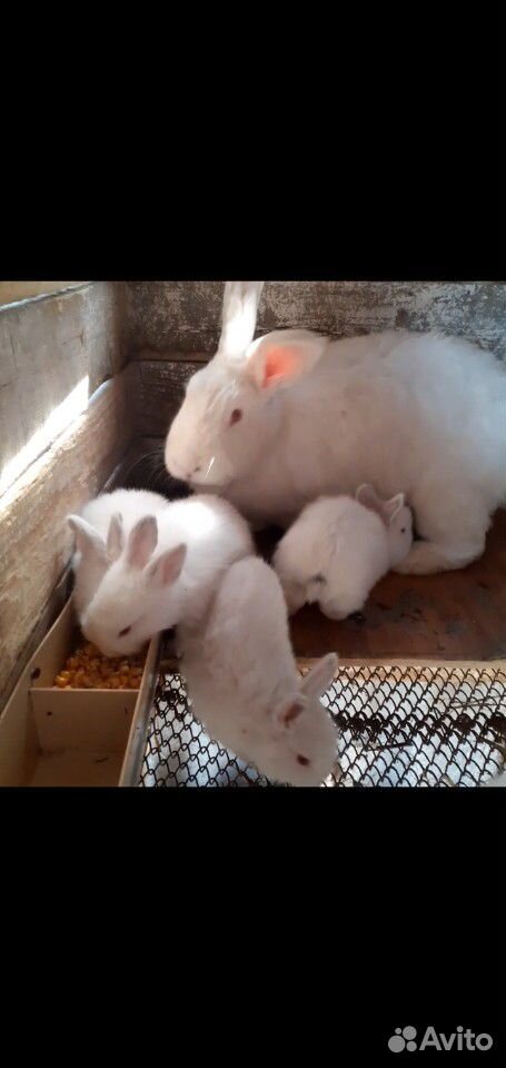 Белый великан с 8 крольчатами вместе купить на Зозу.ру - фотография № 2