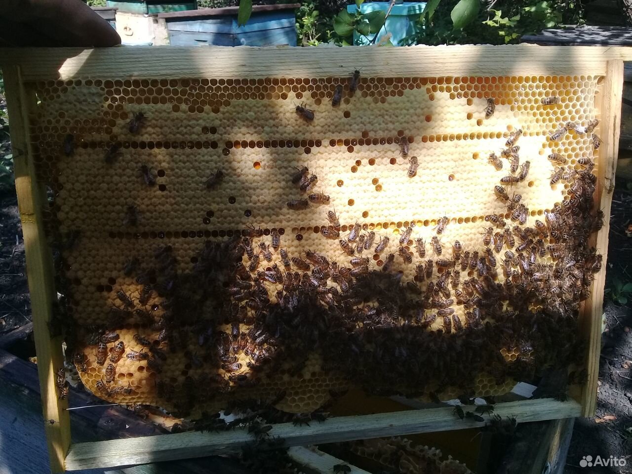 Пчелопакеты,пчелосемьи купить на Зозу.ру - фотография № 1