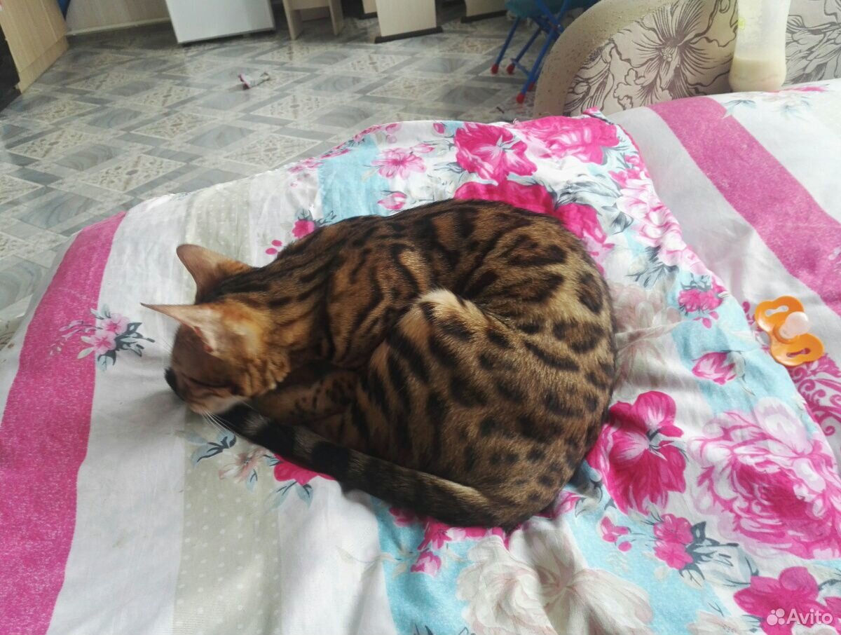 Бенгальская кошечка ищет кота для вязки купить на Зозу.ру - фотография № 4