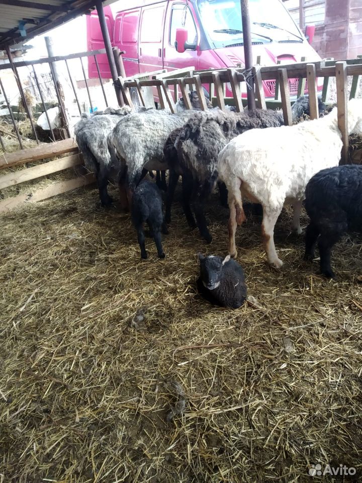 Баран и овцы с ягнятами купить на Зозу.ру - фотография № 4