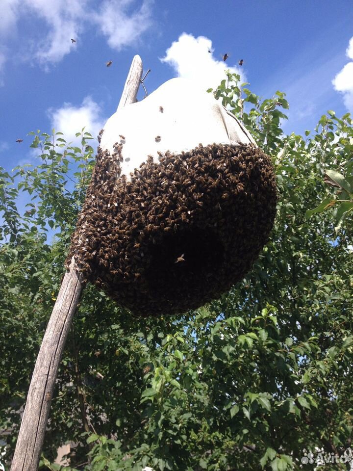 Пчёлы пчелосемья купить на Зозу.ру - фотография № 1