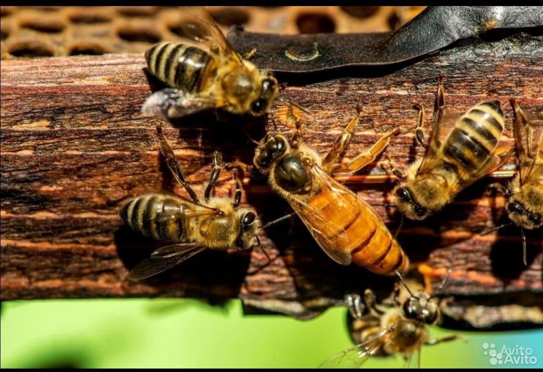 Продам пчёл вместе с улеем купить на Зозу.ру - фотография № 1