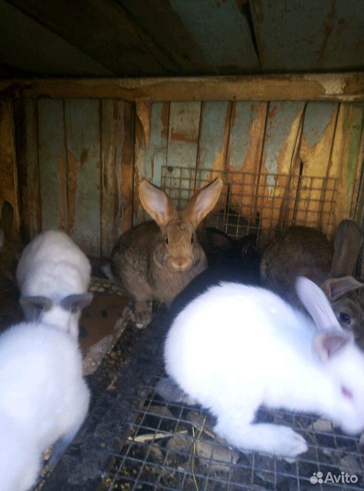 Кролик купить на Зозу.ру - фотография № 3