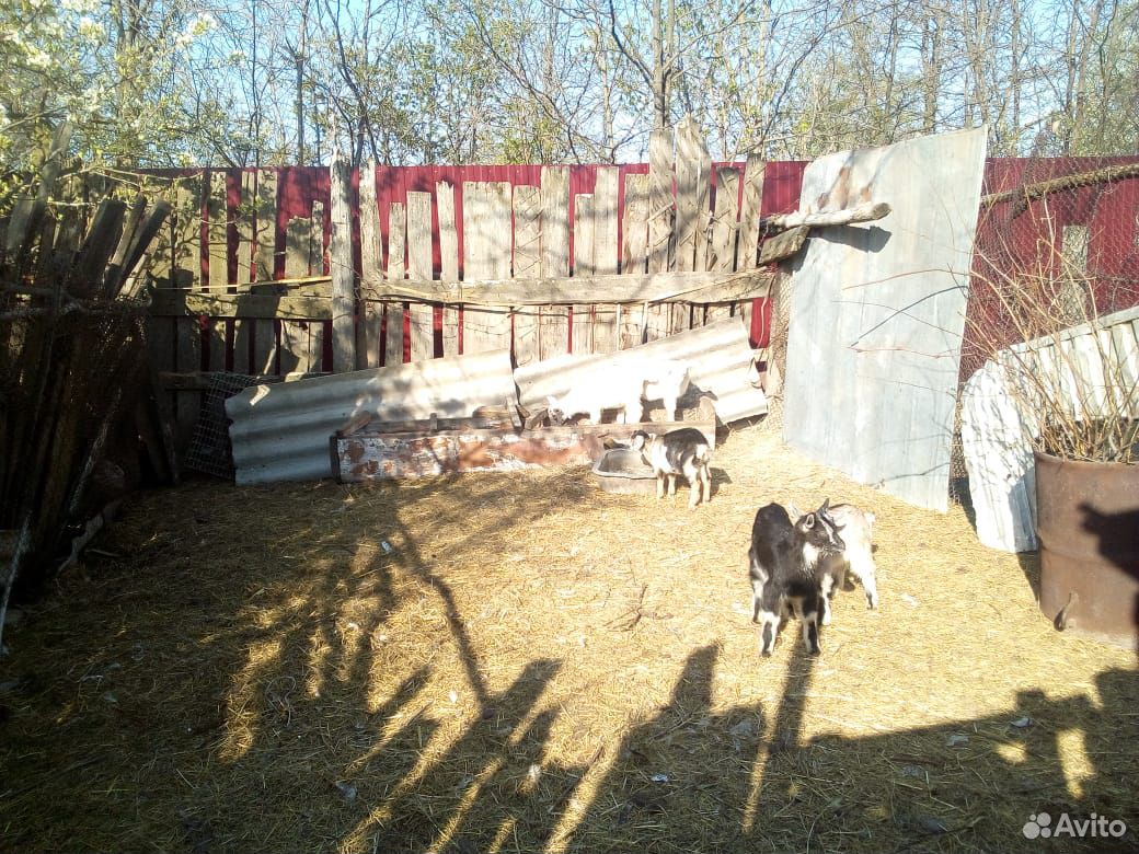 Продаю 2х коз и 4х козлят купить на Зозу.ру - фотография № 2