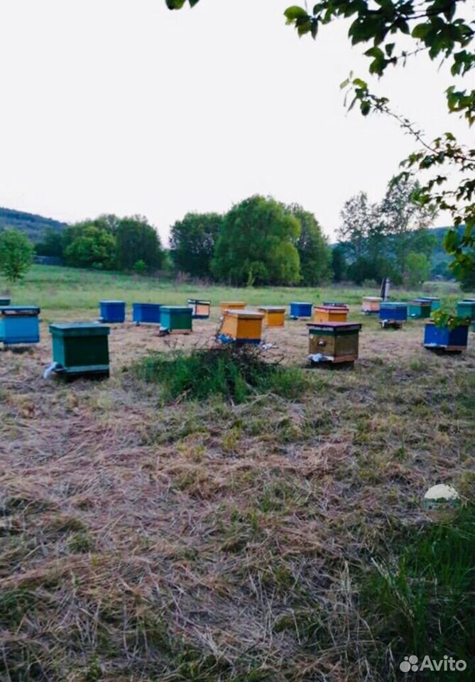 Продам пасеку/пчел с ульями купить на Зозу.ру - фотография № 1