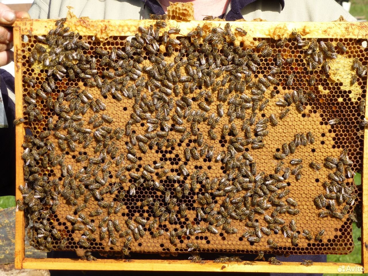 Пчел купить на Зозу.ру - фотография № 1