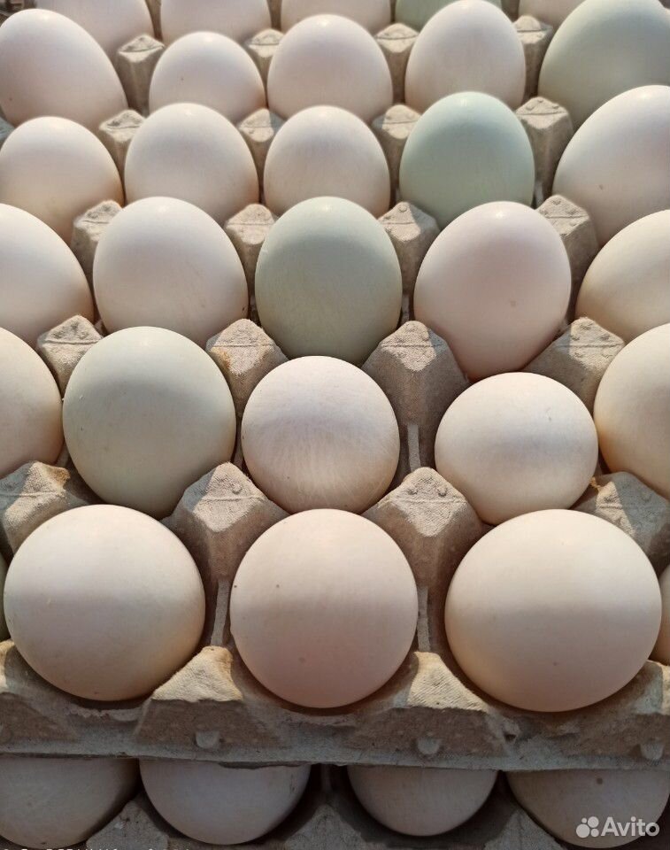 Яйцо на инкубацию купить на Зозу.ру - фотография № 1