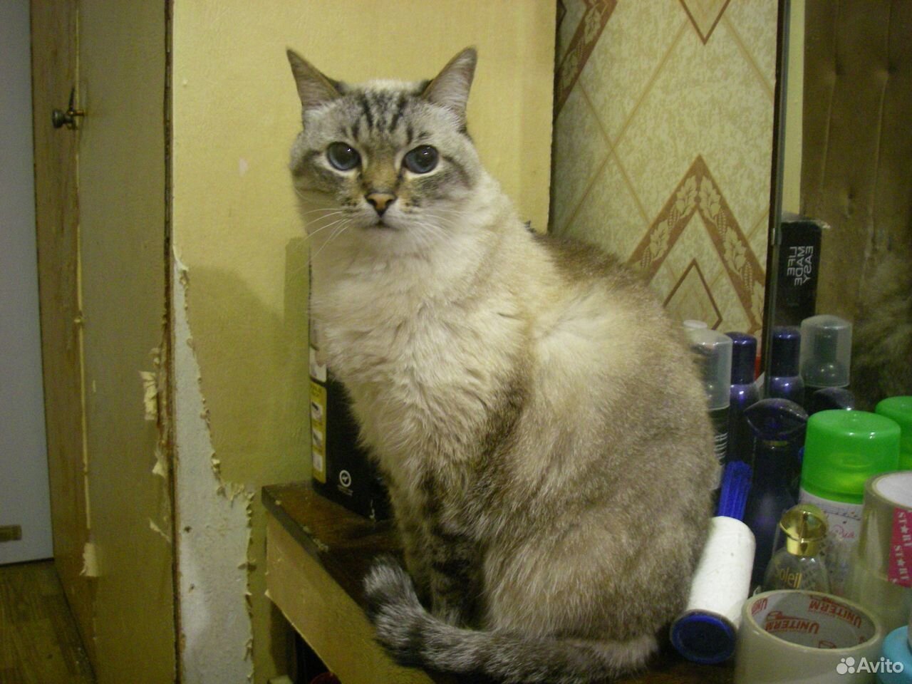 Котик хочет домой купить на Зозу.ру - фотография № 1