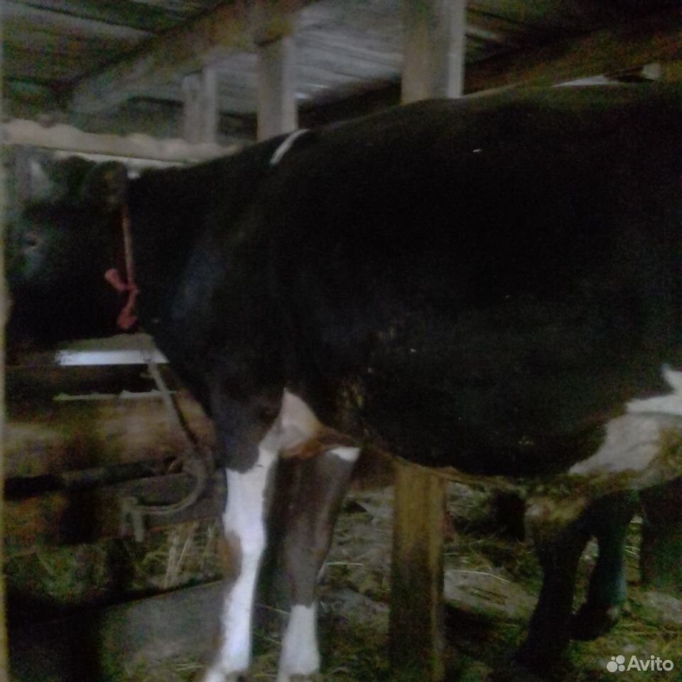 Корова и быки купить на Зозу.ру - фотография № 3