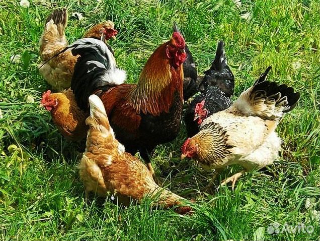 Цыплята деревенские, бройлер, куры купить на Зозу.ру - фотография № 1