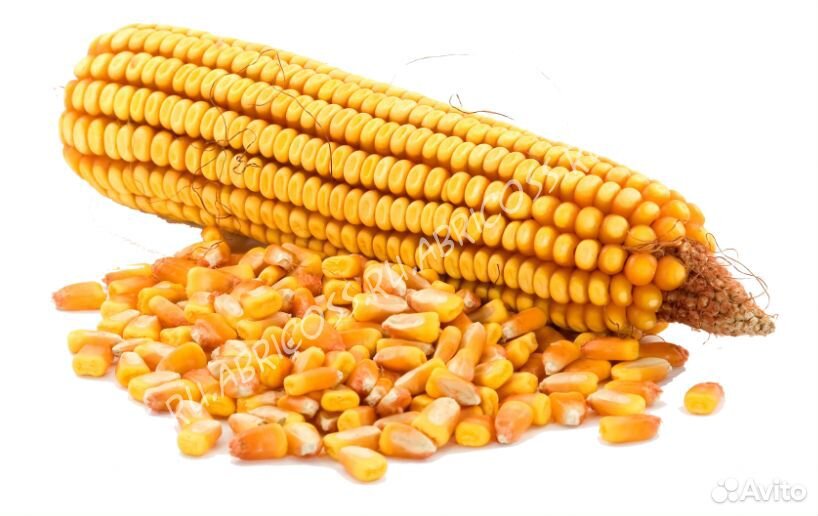 Кукуруза - зерно купить на Зозу.ру - фотография № 1