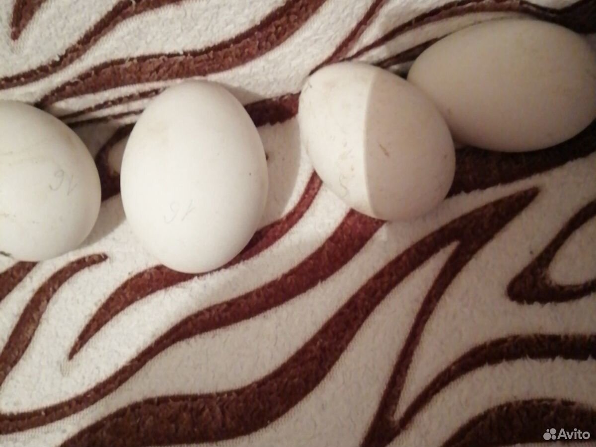Яйца инкубационые гусиные купить на Зозу.ру - фотография № 2
