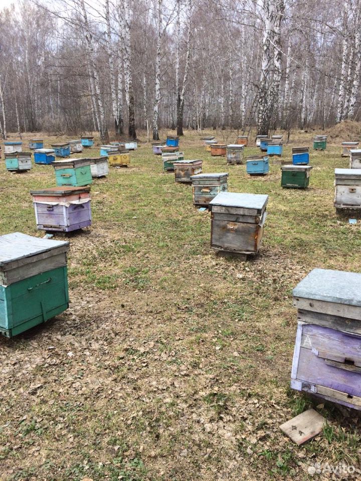 Сильные пчелосемьи купить на Зозу.ру - фотография № 1